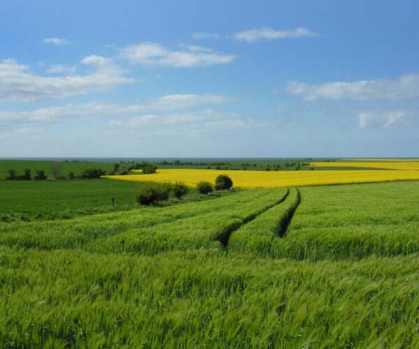 Felder in Ostholstein